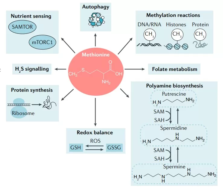Role of methionine in biological processes